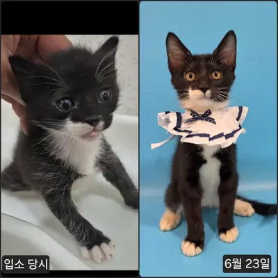 한국 고양이 사진