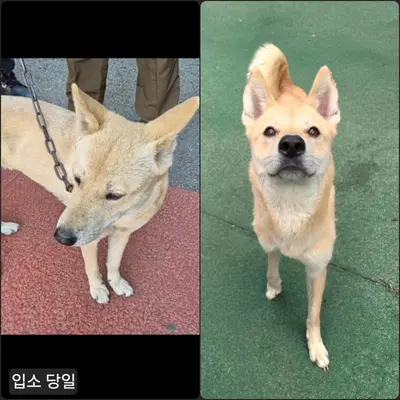 믹스견 사진