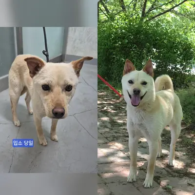 믹스견 사진