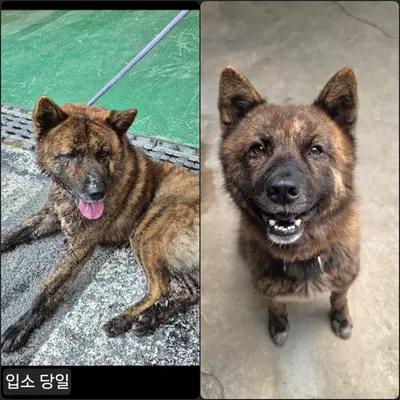 믹스견 사진