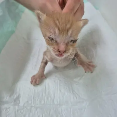 한국 고양이 사진