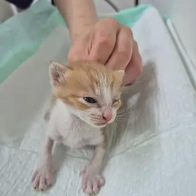 한국 고양이 사진