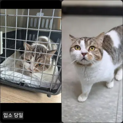 믹스묘 사진