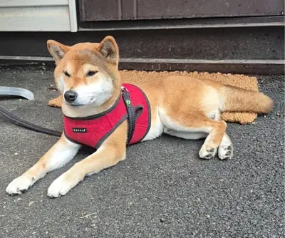 시바 사진