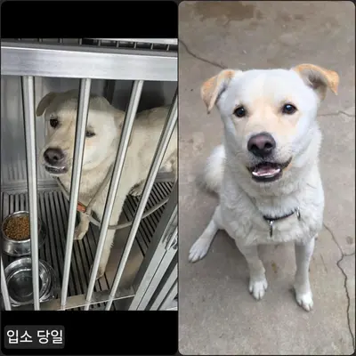 믹스견 사진