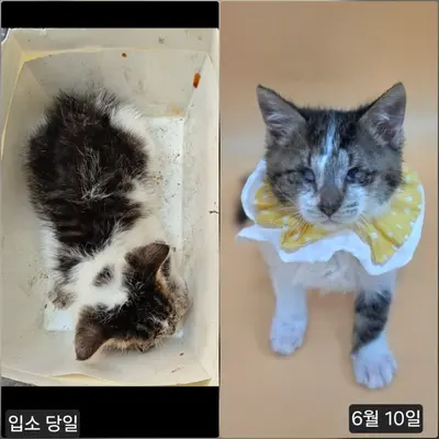 한국 고양이 사진