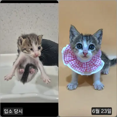 한국 고양이 사진