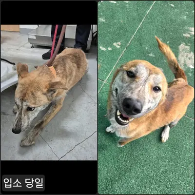 믹스견 사진