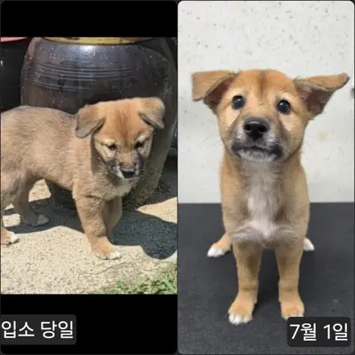 믹스견 사진