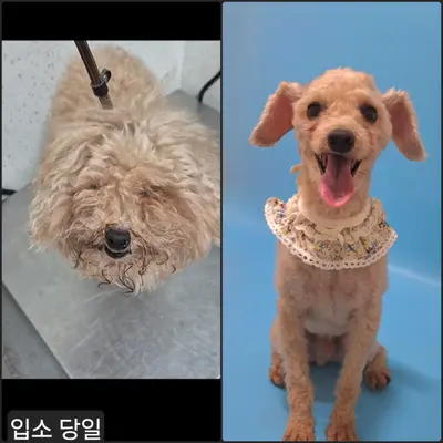 푸들 사진