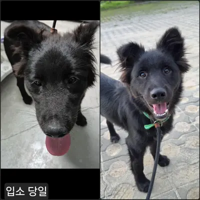 믹스견 사진