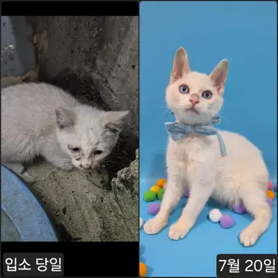 한국 고양이 사진