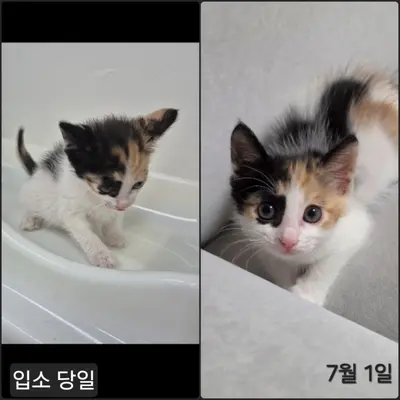 한국 고양이 사진