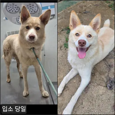 믹스견 사진