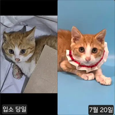 한국 고양이 사진
