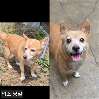 믹스견 사진