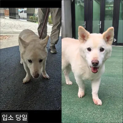 믹스견 사진