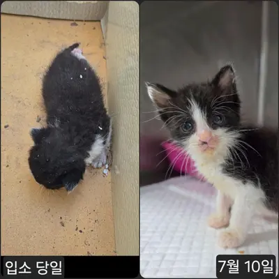 한국 고양이 사진