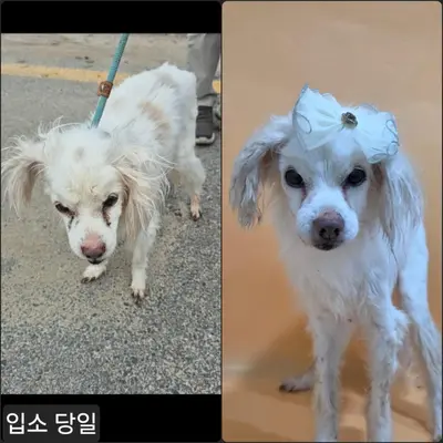 믹스견 사진