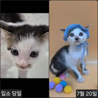 한국 고양이 사진