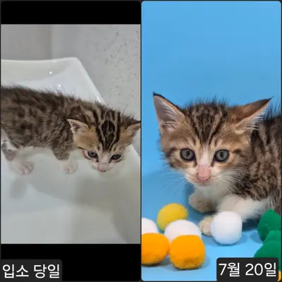 한국 고양이 사진