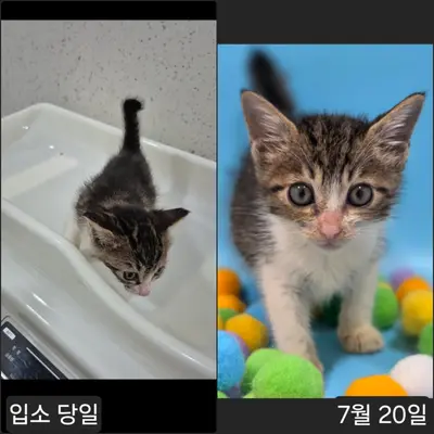한국 고양이 사진