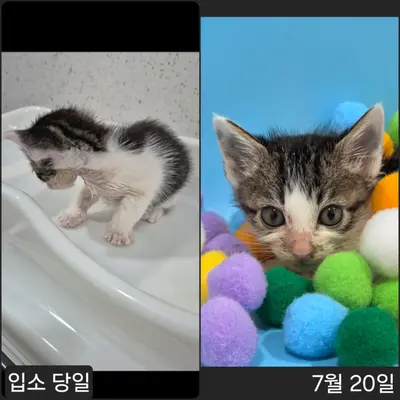 한국 고양이 사진