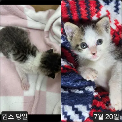 한국 고양이 사진