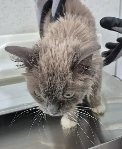 믹스묘 사진