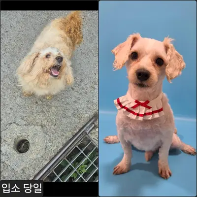 믹스견 사진