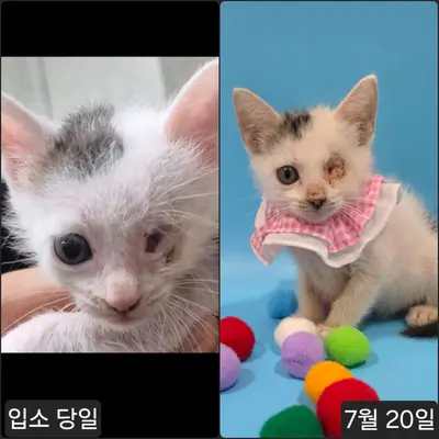 한국 고양이 사진