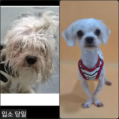 말티즈 사진