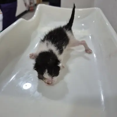 한국 고양이 사진