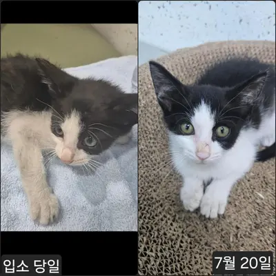 한국 고양이 사진