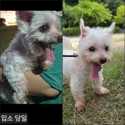 말티즈 사진