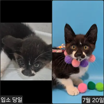 한국 고양이 사진