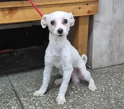 푸들 사진
