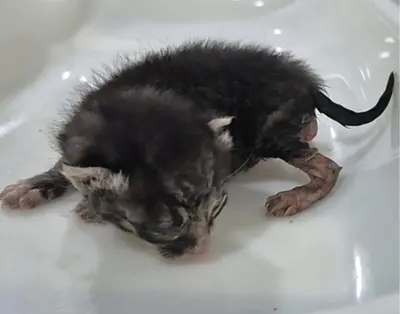 한국 고양이 사진