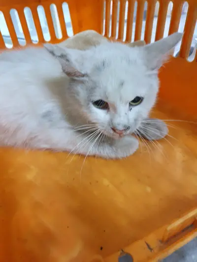 믹스묘 사진
