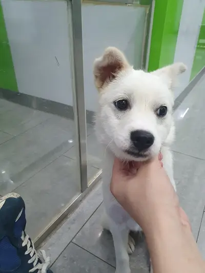 믹스견 사진