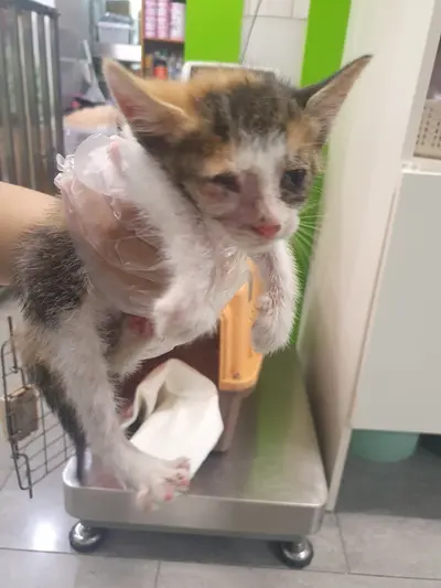 한국 고양이 사진