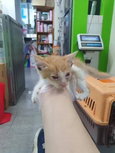 한국 고양이 사진