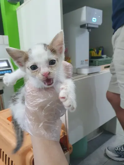 한국 고양이 사진