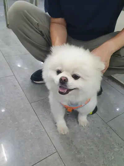 포메라니안 사진
