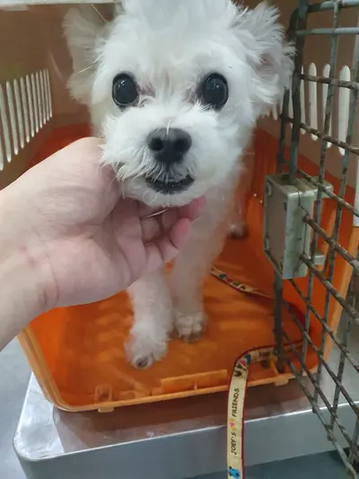 말티즈 사진