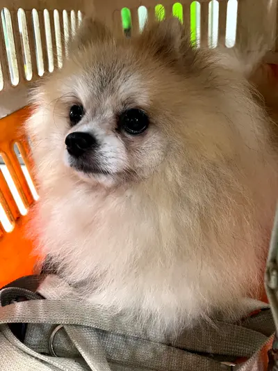 포메라니안 사진