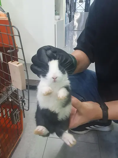기타축종 사진