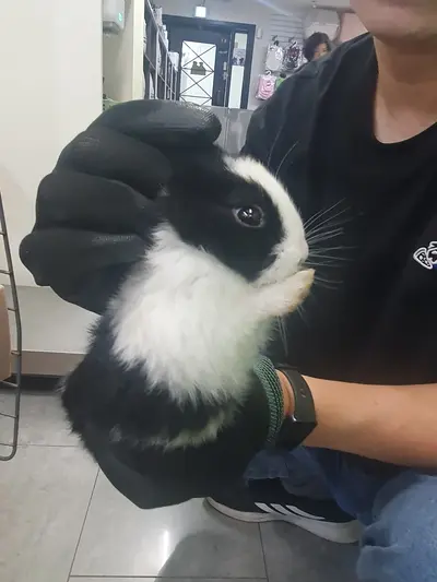 기타축종 사진