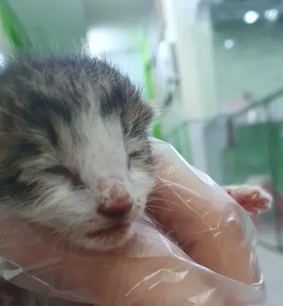한국 고양이 사진