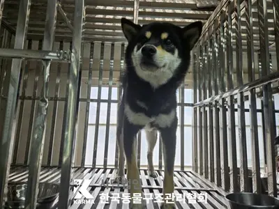 시바 사진
